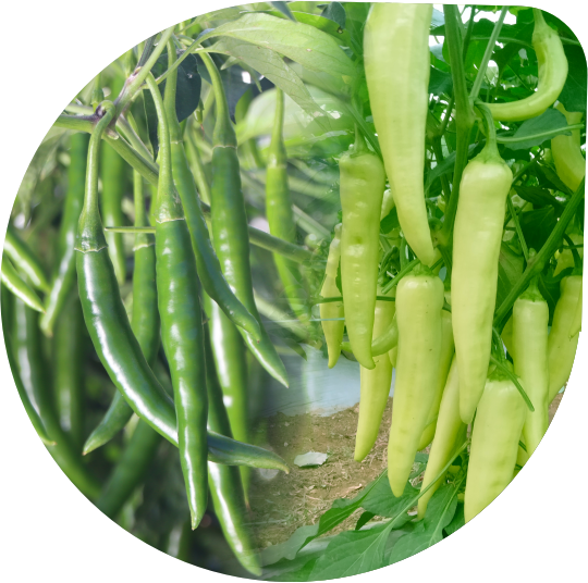 Hot Pepper