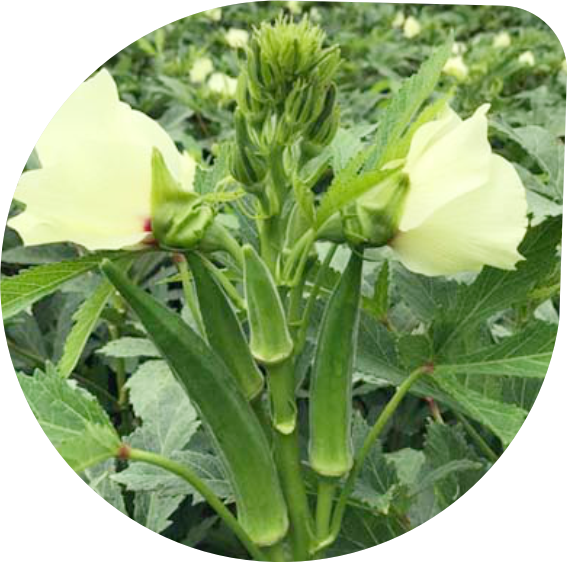 Okra