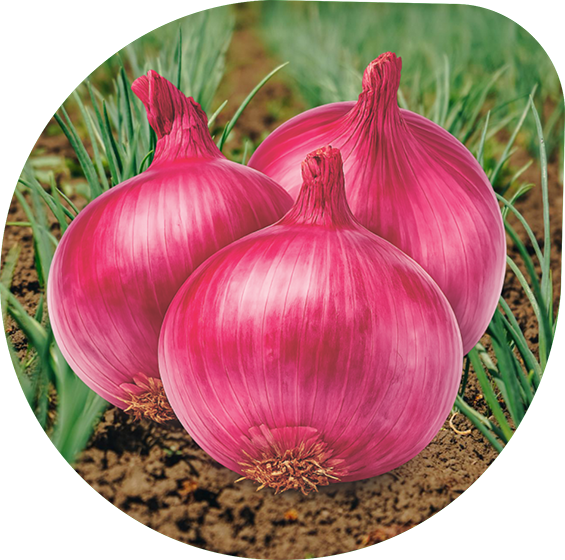 Onion