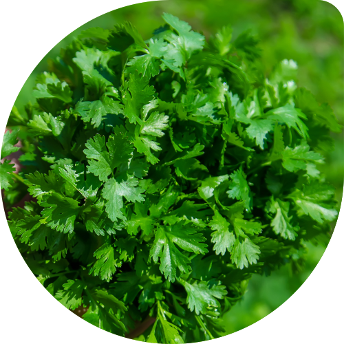 Coriander