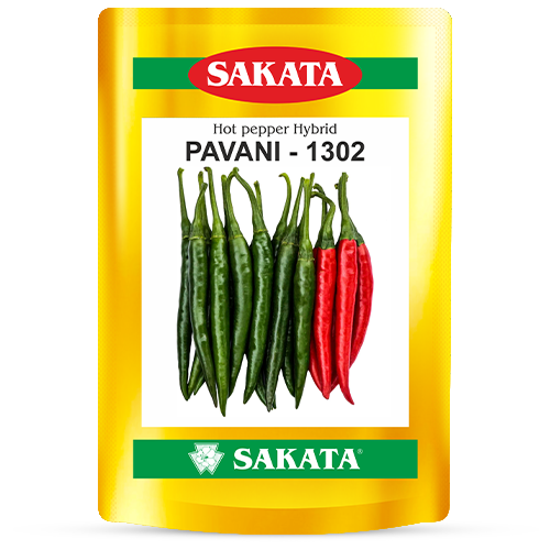 F1 Pavani 1302