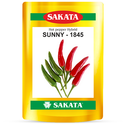 F1 Sunny 1845