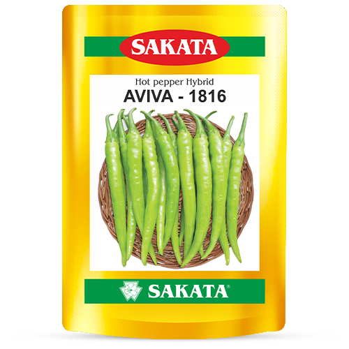 F1 Aviva 1816