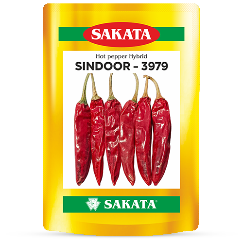 Sindoor 3979