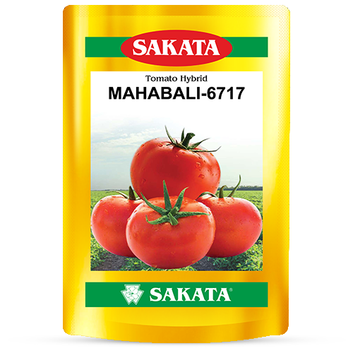 F1 Mahabali 6717