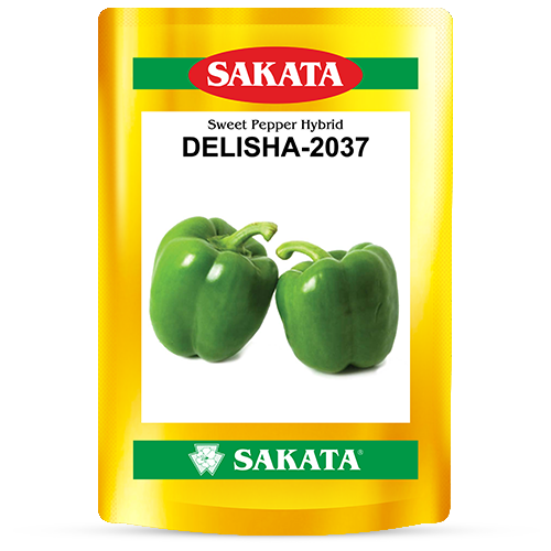 F1 DELISHA 2037