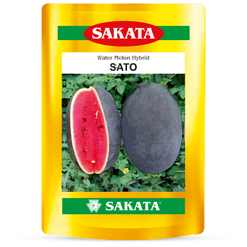 F1 Sato