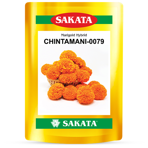 F1 Chintamani 0079