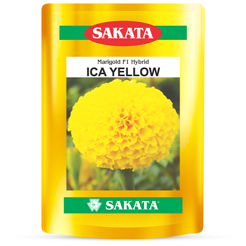 F1 Ica Yellow