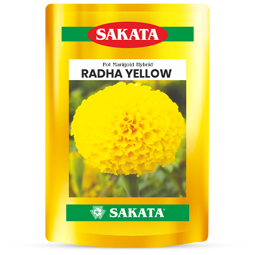 F1 Radha Yellow