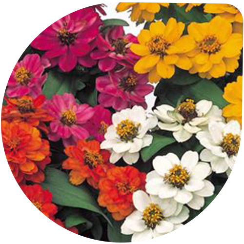 F1 Profusion Double Mix